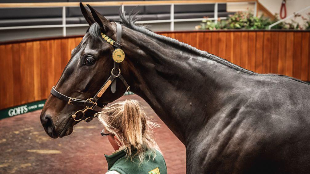 Goldford Stud's Blue Bresil filly out of Petticoat Tails is an emotional sale topper on the first day of the Goffs UK Spring Store Sale