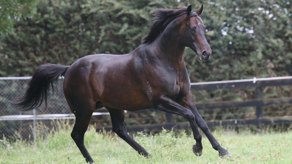 Shocking: Melbourne Cup winner has got off to a good start at stud