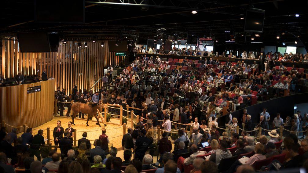 Arqana's October Yearling Sale catalogue has been released