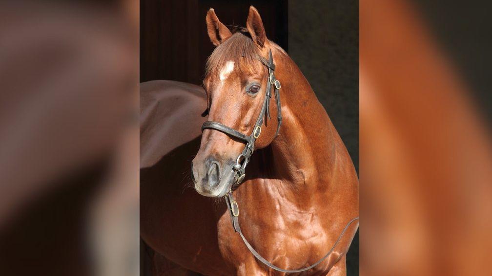 Muhtathir: will cover a full book of mares again in 2020