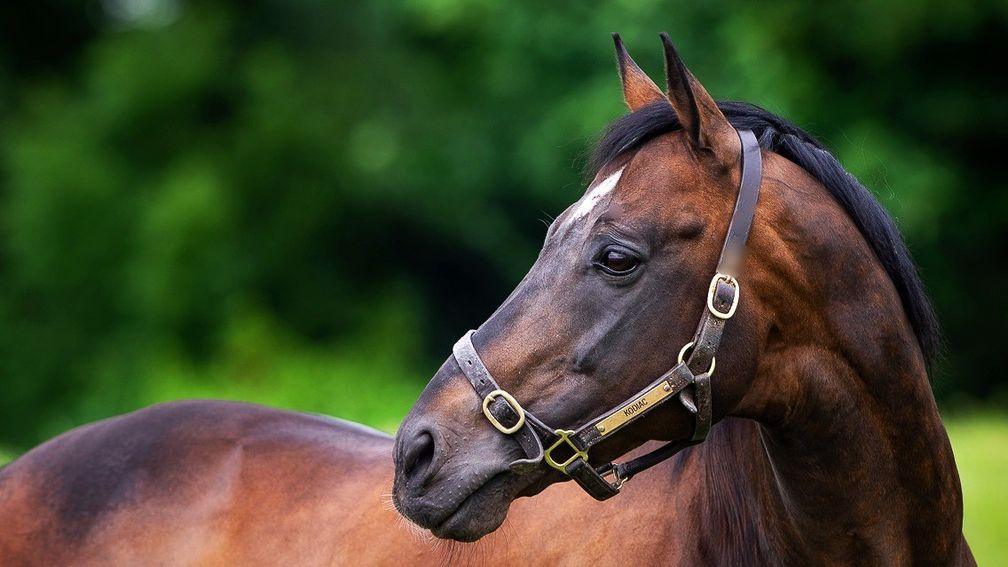 Kodiac: Tally-Ho Stud's record-breaking sire will be represented by his best-bred crop of two-year-olds in 2021