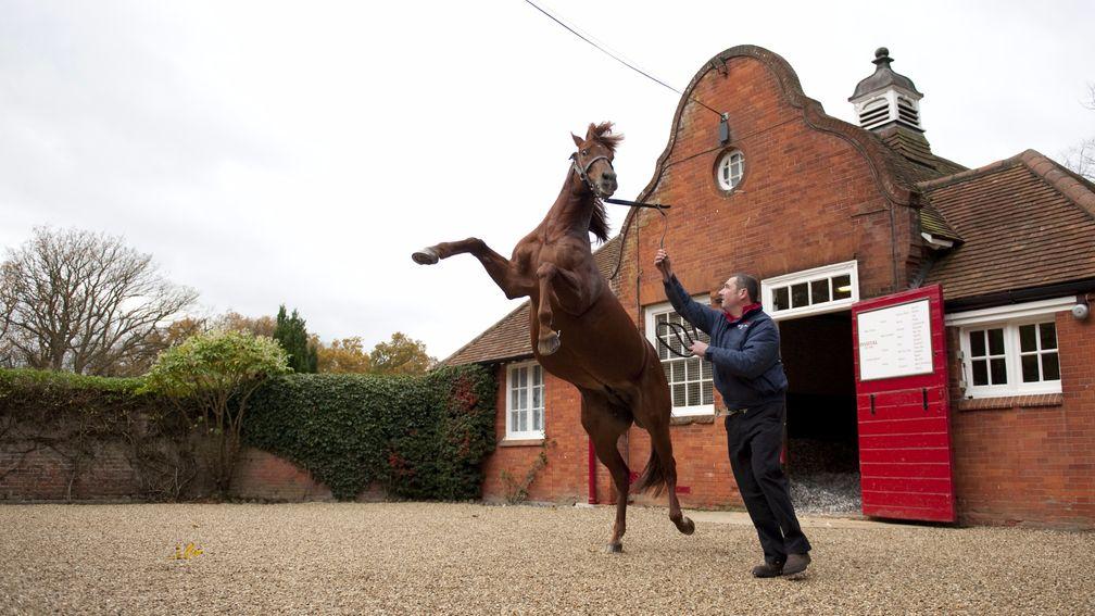 Pivotal: the Cheveley Park Stud stalwart is an outstanding broodmare sire