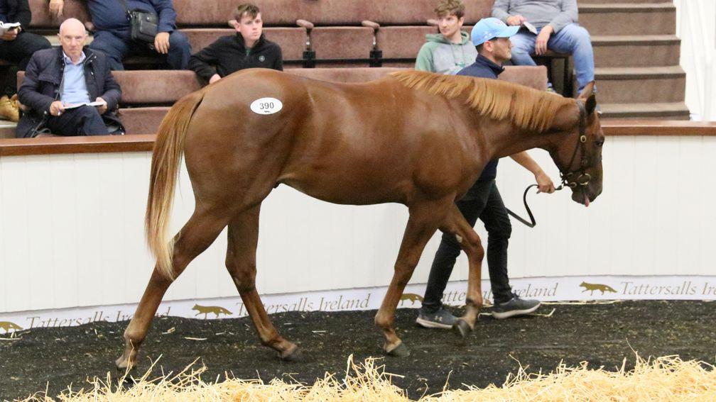 Gibbonstown Stud's Sioux Nation colt out of Decorative sells to Highflyer Bloodstock's Anthony Bromley for €100,000