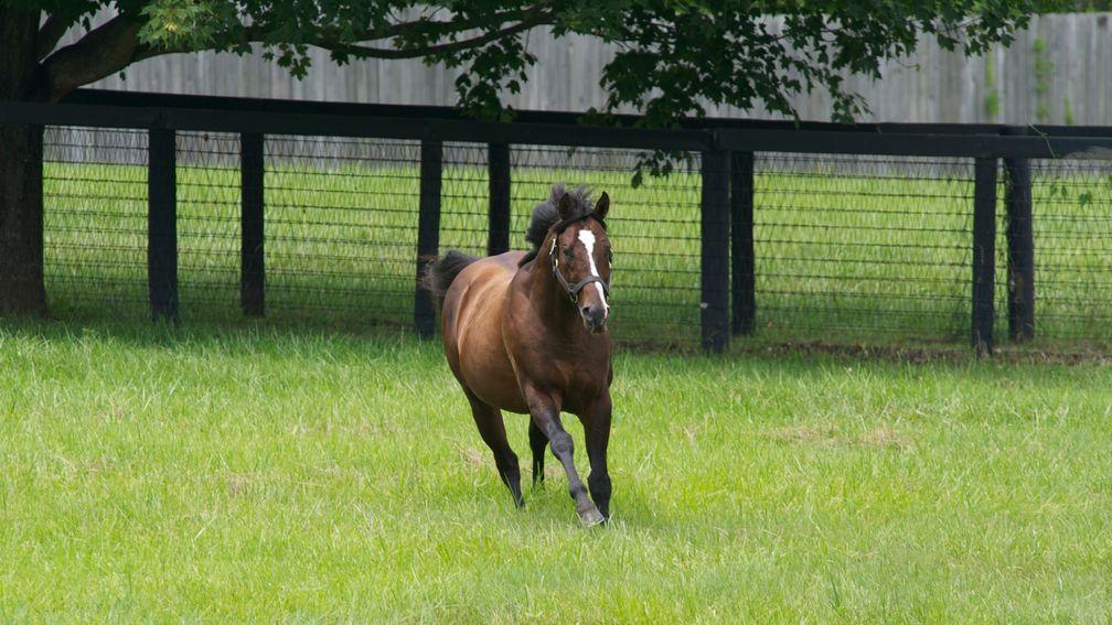 War Front in his paddock at Clairborne Farm