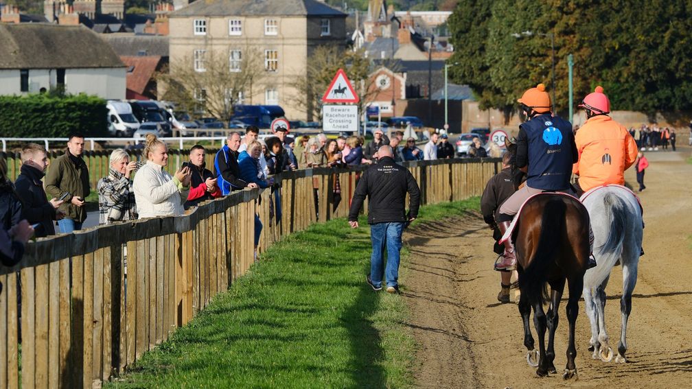 Baaeed walks past the crowds at the Henry Cecil Open Weekend on his way home.