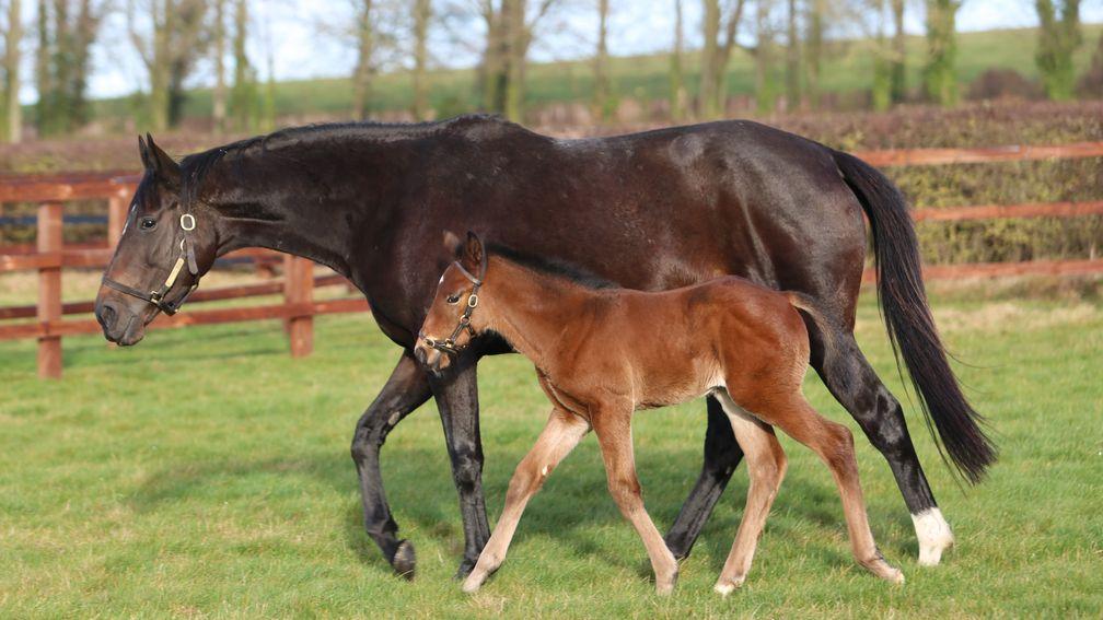 Juddmonte's Kingman colt, the first foal out of Listed-winning Frankel mare Petricor