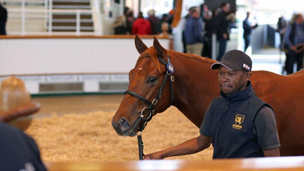 Lot 604: the Night Of Thunder colt out of Harlequin Girl sells for 375,000gns