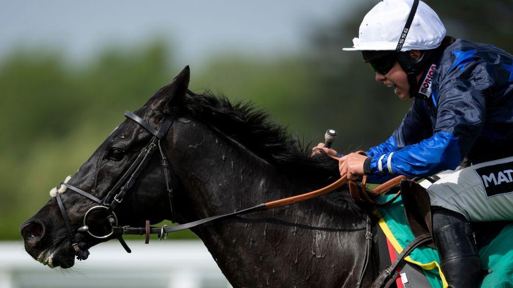 Black Corton: makes his Flat debut prior to a tilt at the Galway Plate next month