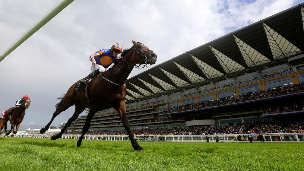 Stellar stayer: classy Order Of St George will be tough to beat in Gold Cup defence bid