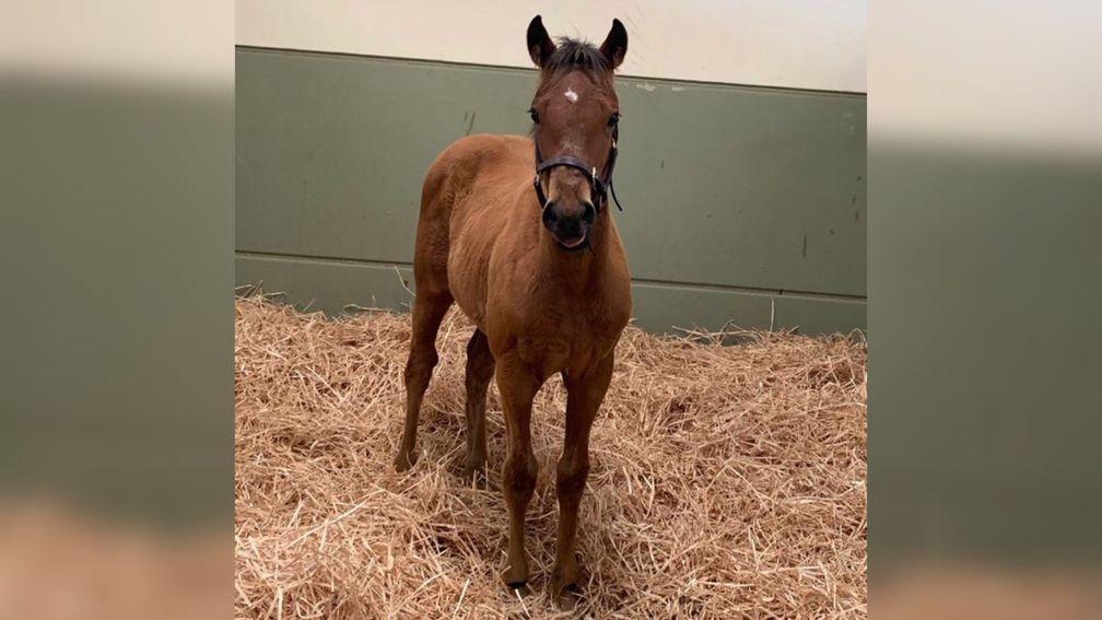 Motion Lass's Cotai Glory filly foal has coped well with the loss of her mother