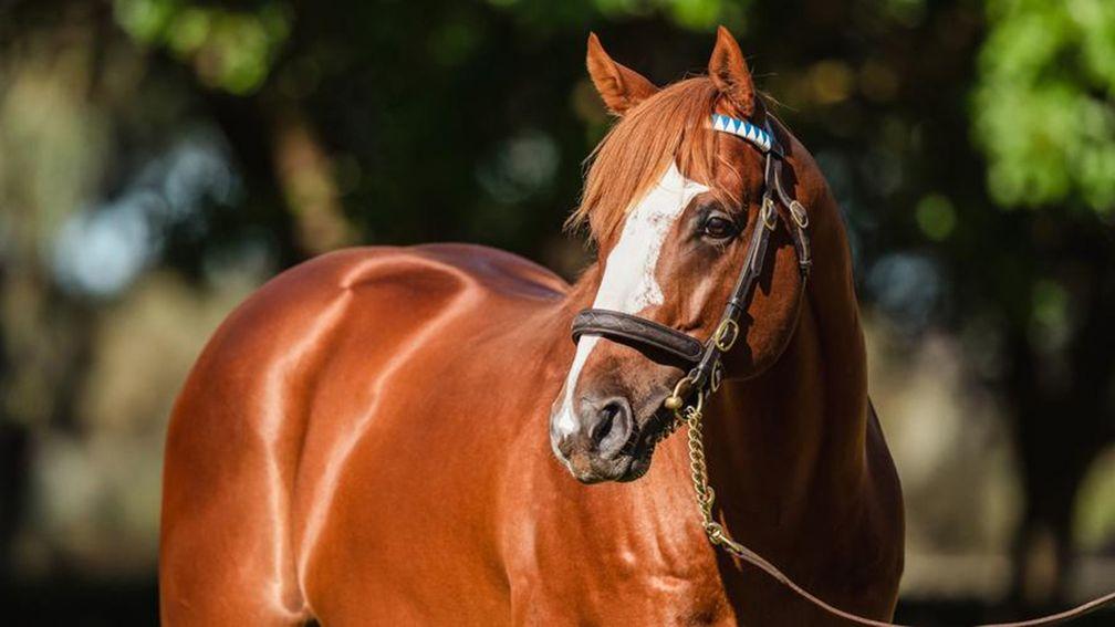 Earthlight: Darley's Prix Morny and Middle Park Stakes winner is off the mark as a sire