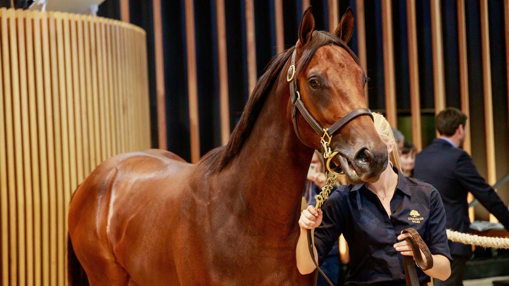 The day two top lot at Arqana was a €150,000 Elusive City colt consigned by Anna Sundstrom