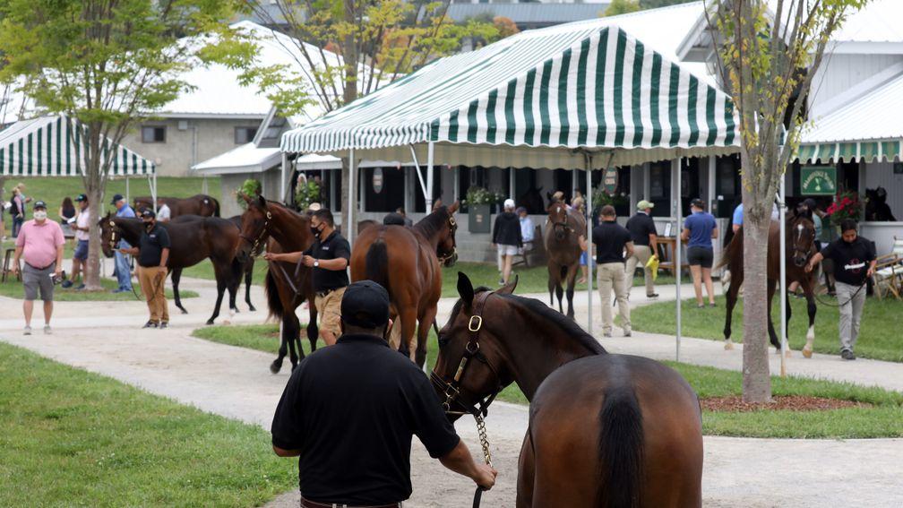 The scene at Keeneland on Sunday, day one of the September Yearling Sale
