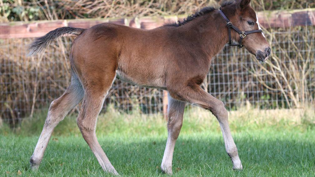 Baroda Stud produced a Minzaal filly out of Loquace on behalf of Rosetown Bloodstock






