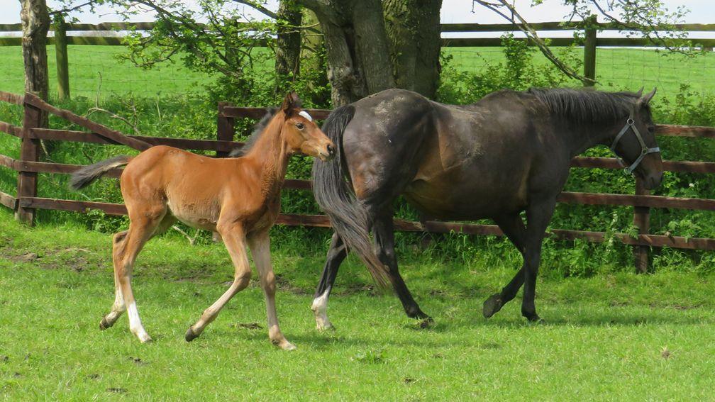 Jon Saxby's Logician filly out of Cute N You Know It