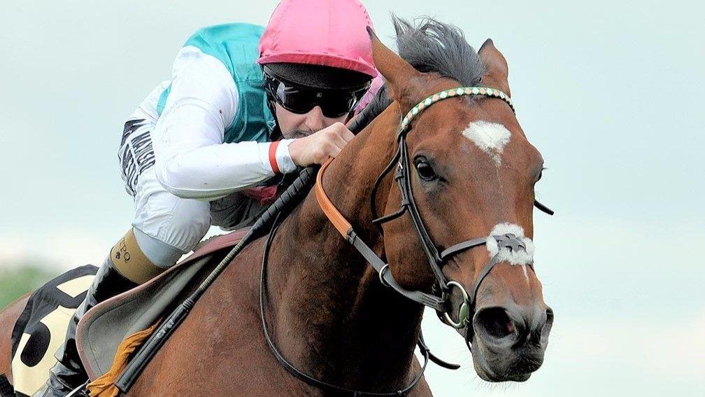 Frankel: his son Cunco could run in the Chesham Stakes at Royal Ascot