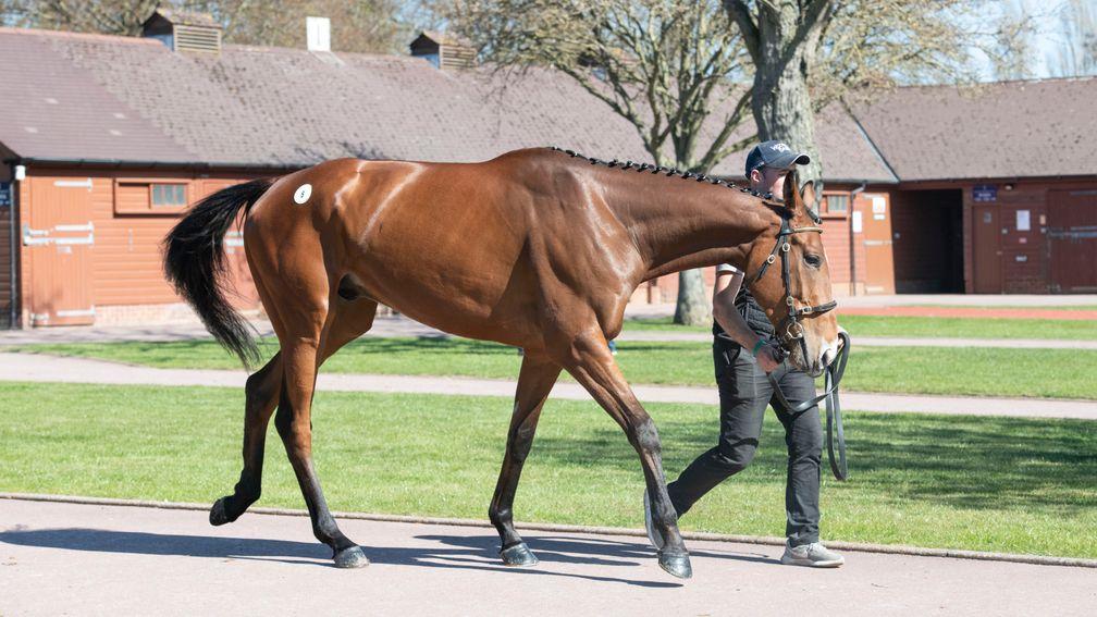 American Mike: topped the Tattersalls Cheltenham April Sale