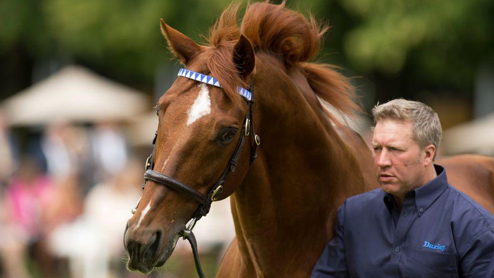New Approach: Masar's sire, bred by Lodge Park Stud, stands at Dalham Hall Stud