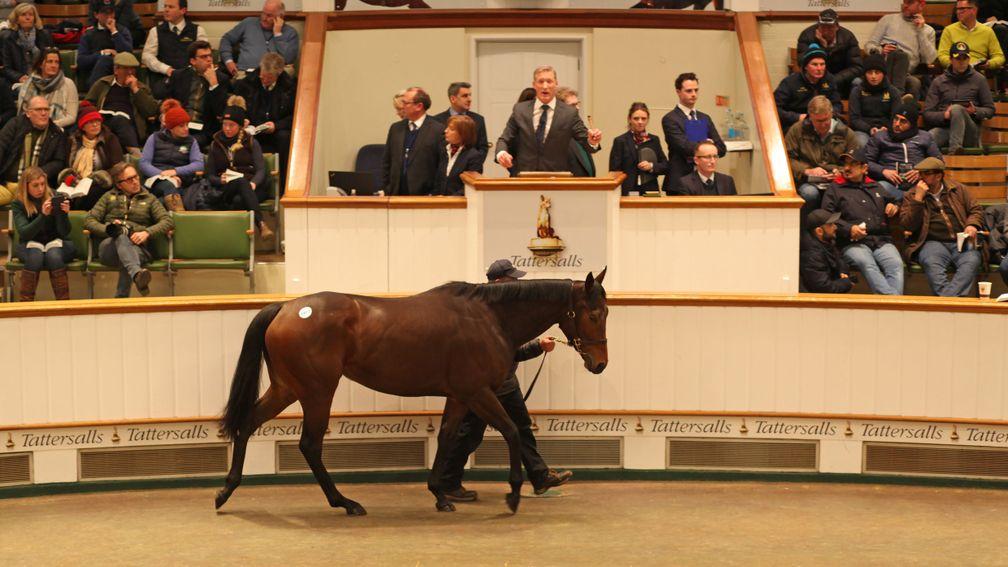 Heartache in the Tattersalls ring before being sold to MV Magnier for 1,300,000gns