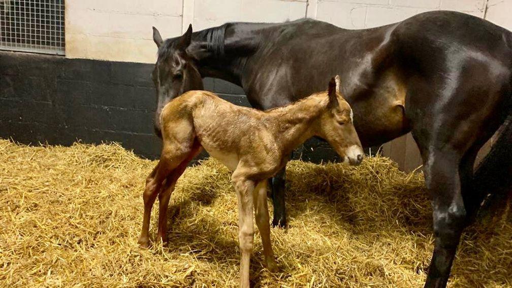 Goldford Stud's Nathaniel colt out of Petticoat Tails