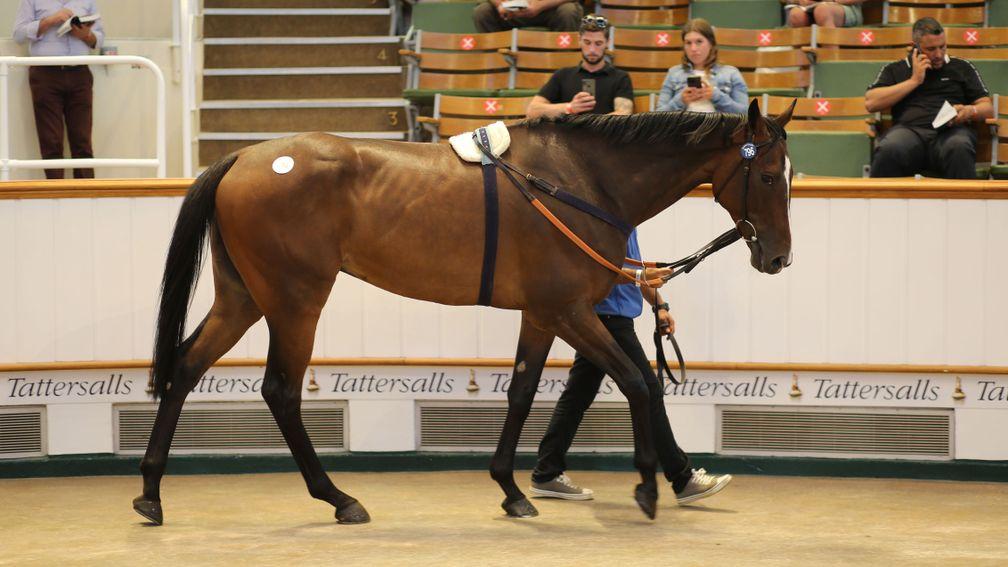 Lot 796: Laafy tops the final session of the Tattersalls July Sale at 105,000gns
