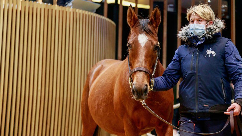 Lot 406: Sisila sells for €180,000 in Deauville on Sunday