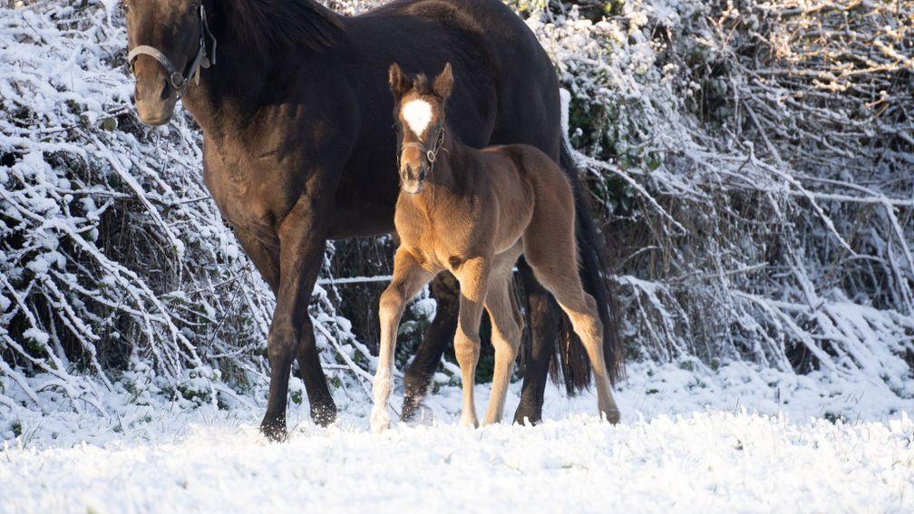 Jerry Horan's Alkumait filly out of the stakes-placed Princess Aloof