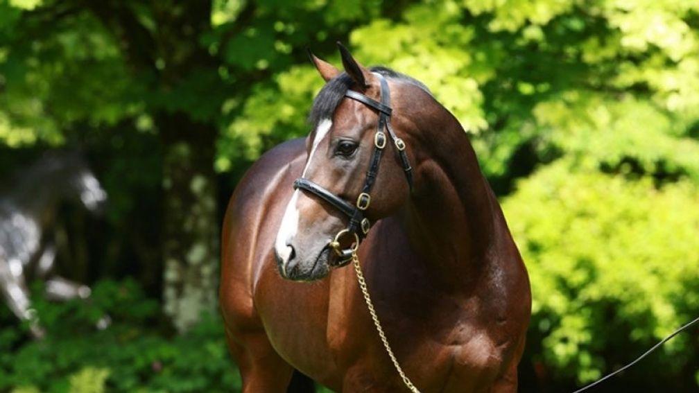 Pour Moi: stood as a Coolmore National Hunt sire for past three seasons