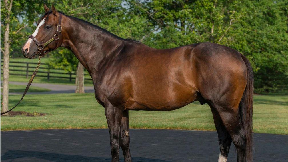 Bodemeister has sired a Kentucky Derby winner and almost won the race himself