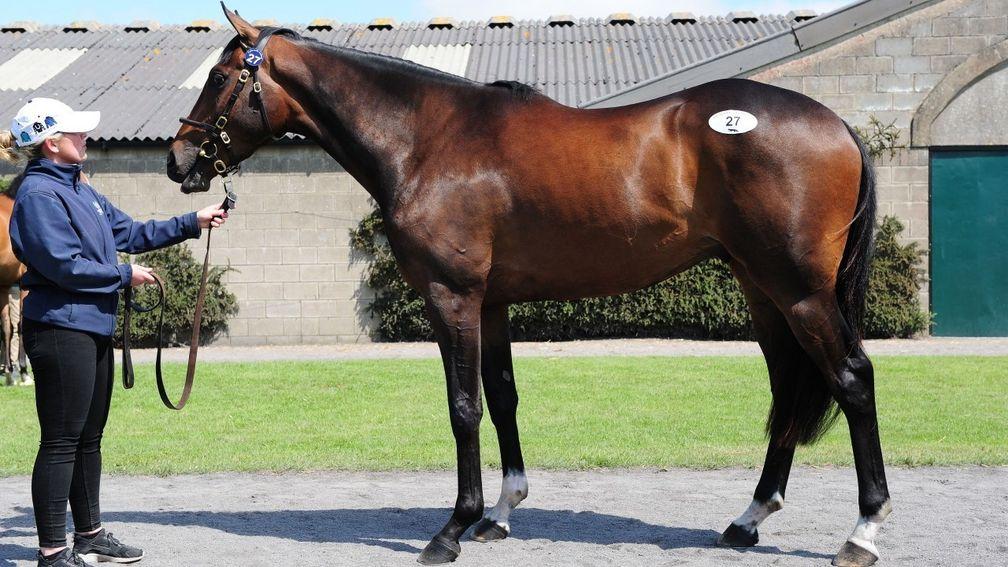 Jonbon strikes a pose ahead of selling at the Tattersalls Ireland Derby Sale in 2019