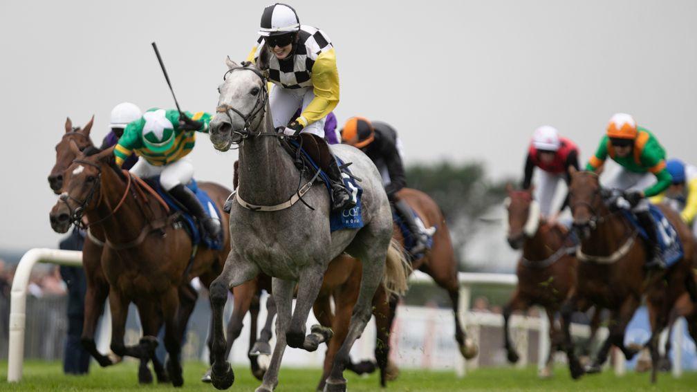 Great White Shark: returns to the scene of her greatest triumph at Galway on Monday