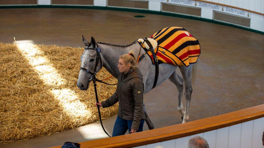 Ittack Blue sells for 310,000gns at the Tattersalls May National Hunt Sale