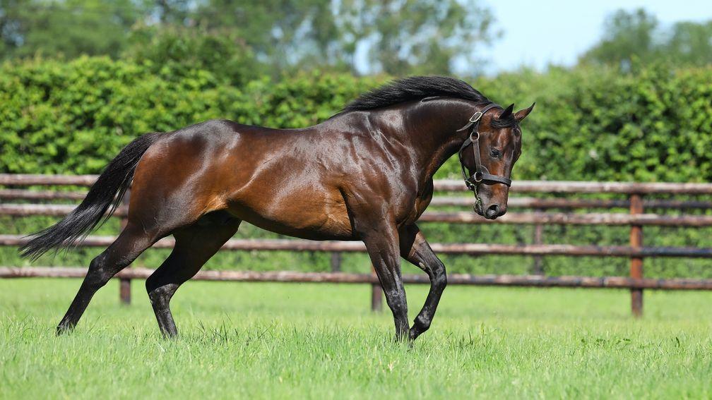 Zelzal: son of Sea The Stars got off the mark with his first winner on Monday
