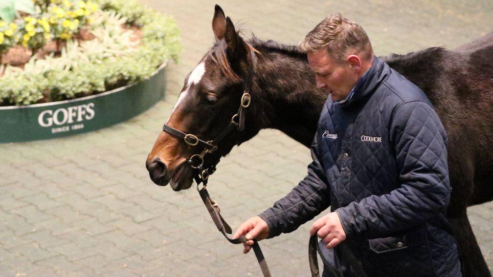 No Risk At All colt from Clonbonny Stud made €80,000 to Coolmeen Stables