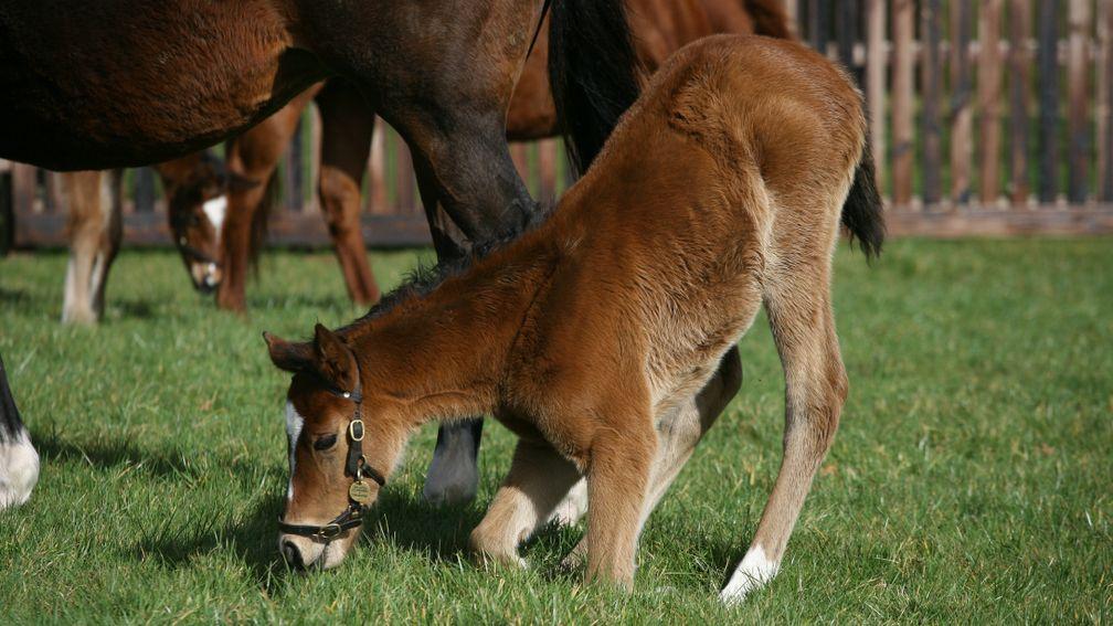 Enable showing agility even as a foal at Banstead Manor Stud