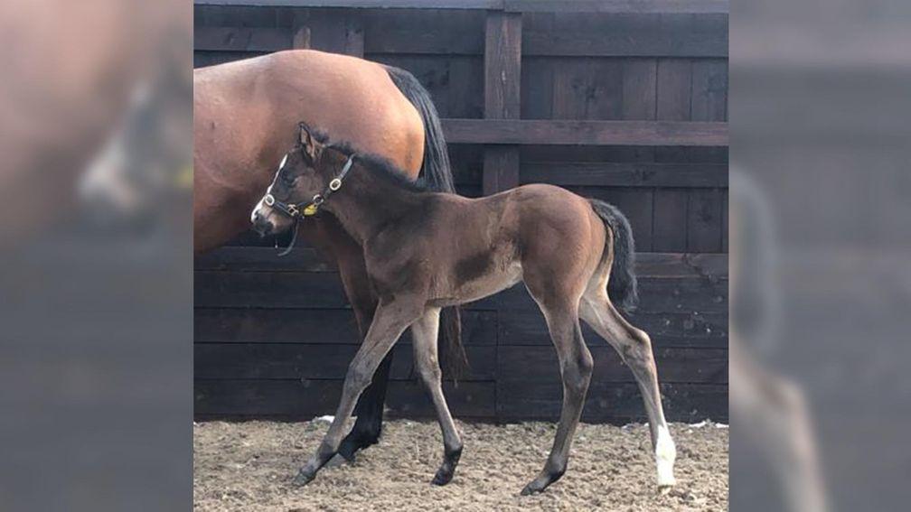 Princess Guest's Soldier's Call filly