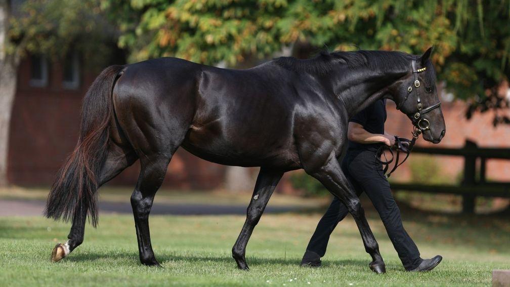 Maxios: Grade 1-winning sire son of Monsun stands at Coolmore's Castlehyde Stud