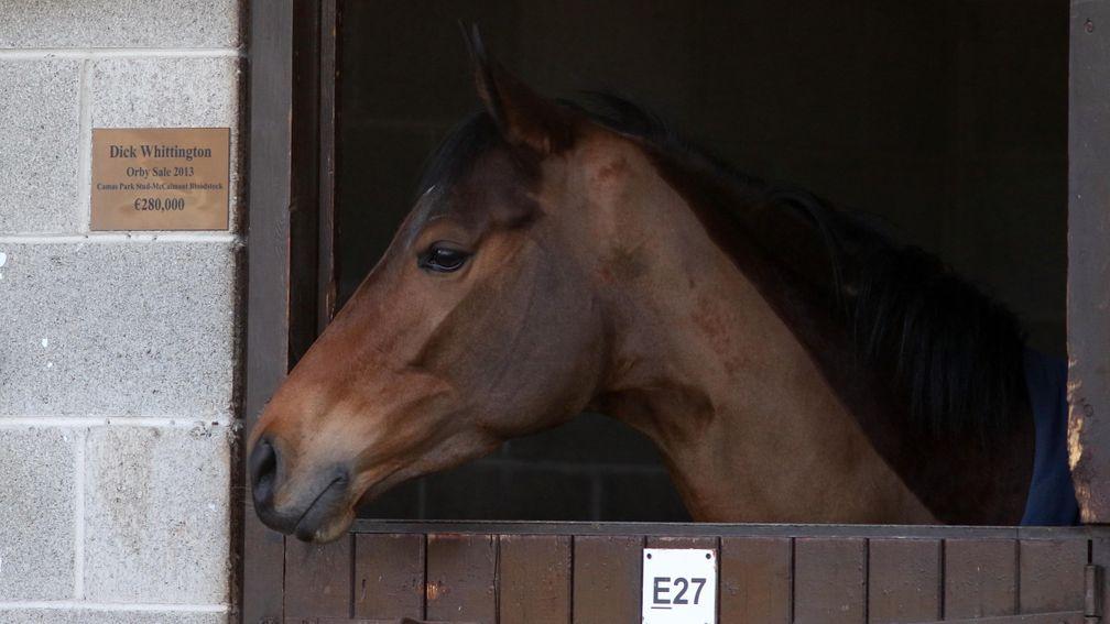 Hazakiyra, who went the way of BBA Ireland for €150,000, peers over the door of her stable once occupied by Dick Whittington