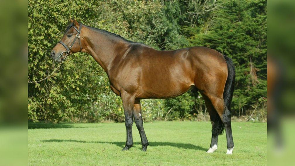 Flemensfirth: brilliant National Hunt sire has died
