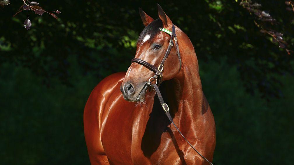 Frankel at Banstead Manor Stud. Free to use with credit: Asuncin Pieyra