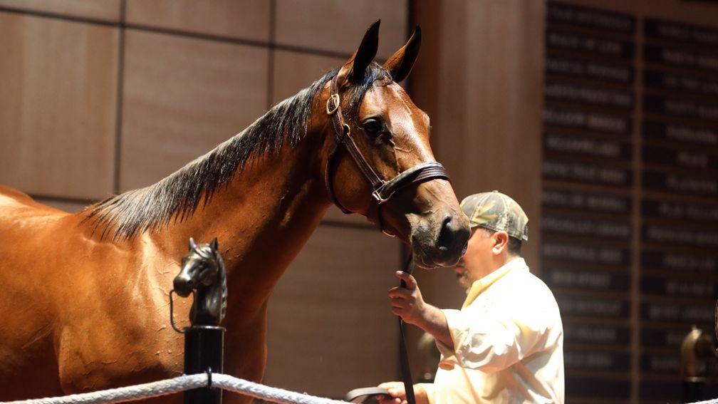 The $800,000 Into Mischief filly out of Indian Charlie mare Cashing Tickets proved the clear top lot