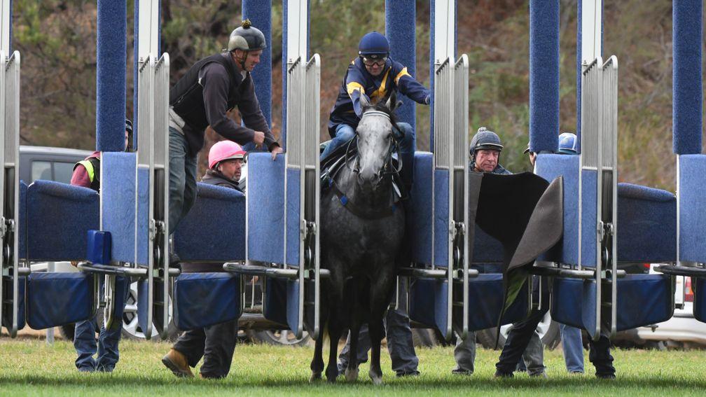 Chautauqua (Dwayne Dunn) left in the stalls long after the other horses in a barrier trial have departed