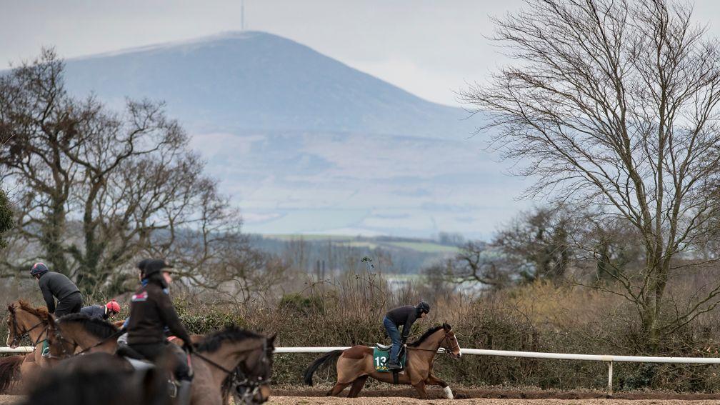 Faugheen stretches his legs at Willie Mullins' yard
