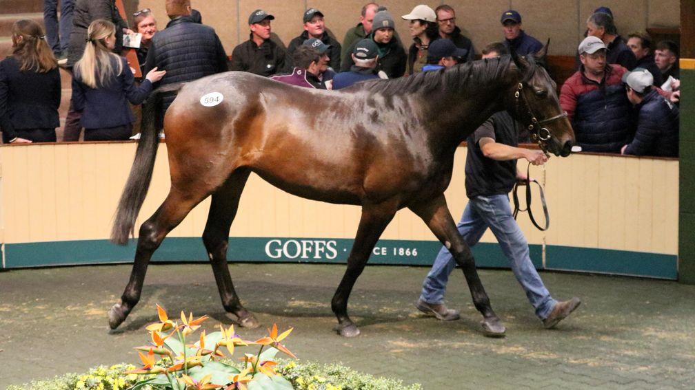 Lot 592: son of Jet Away was one of three €50,000 lots at Goffs Land Rover Part Two