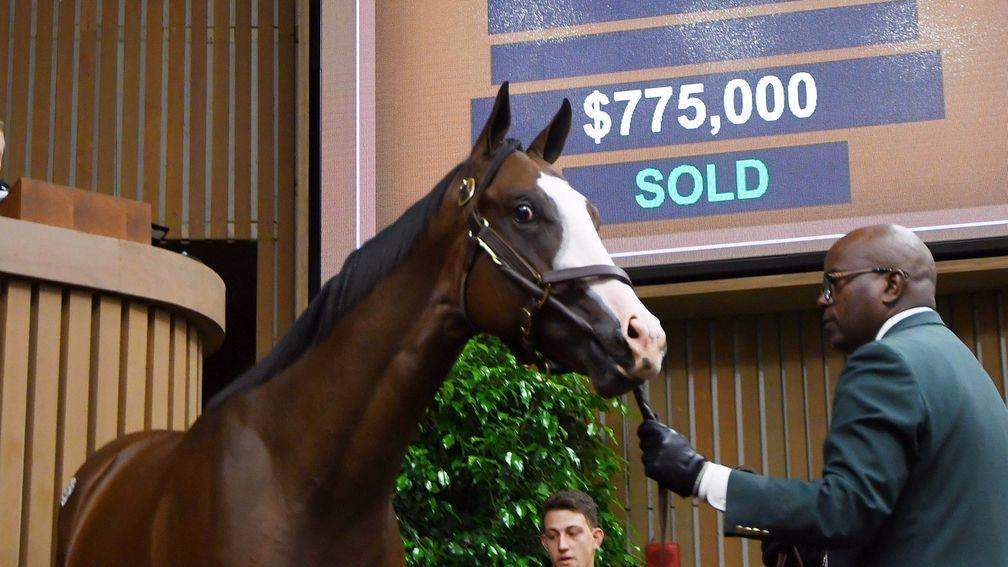 This $775,000 Pioneerof The Nile colt is Marchmont's biggest investment so far