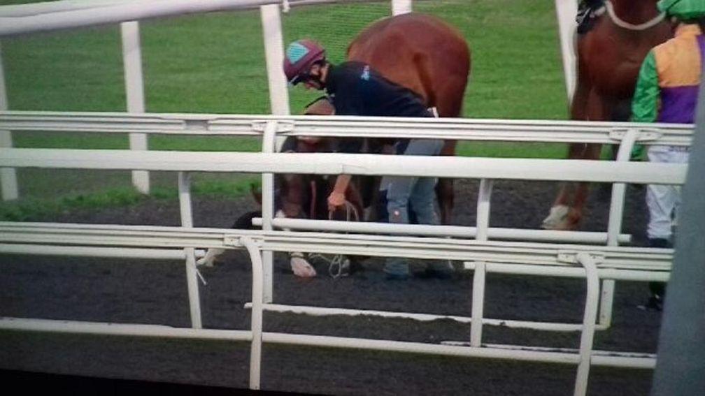 Allegiant: dropped to his knees and refused to approach the stalls at Kempton last month