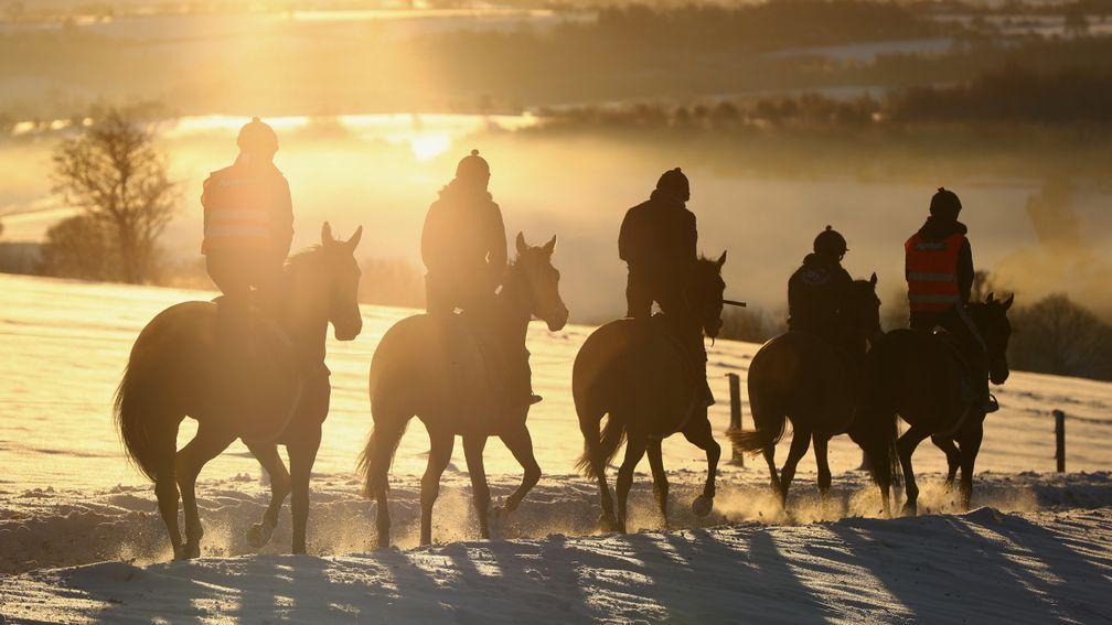 Walk on the cold side: the horses don't mind the early-morning snow during first lot