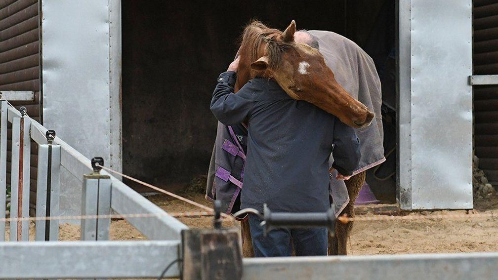 Definitly Red shows trainer Brian Ellison some affection at his Malton yard