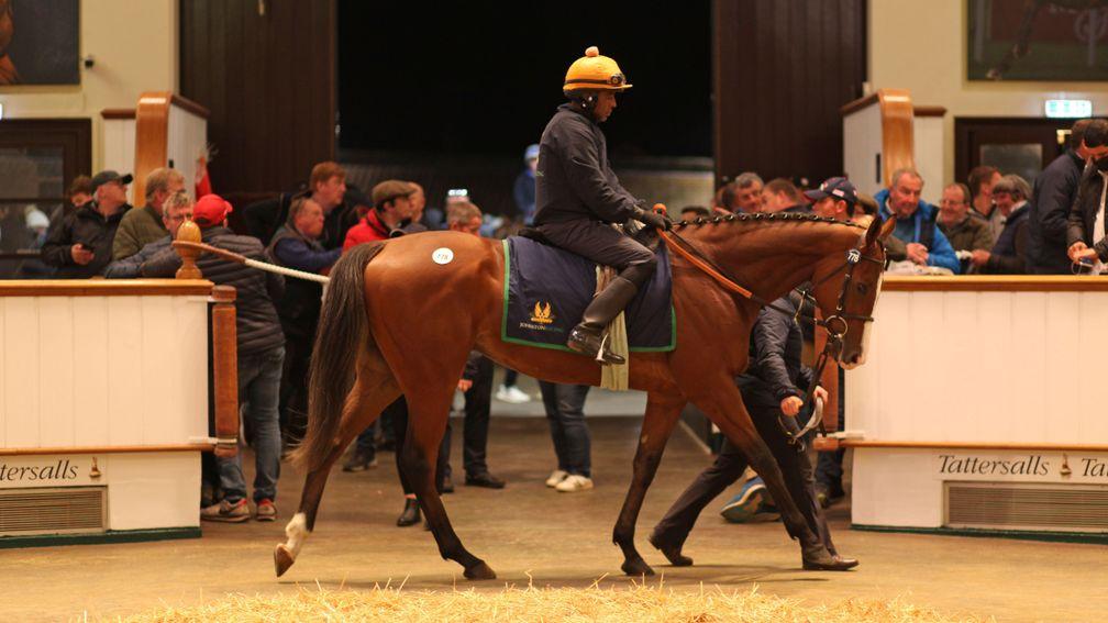 Lot 778: Dancing King is ridden around the Park Paddocks ring before fetching 380,000gns