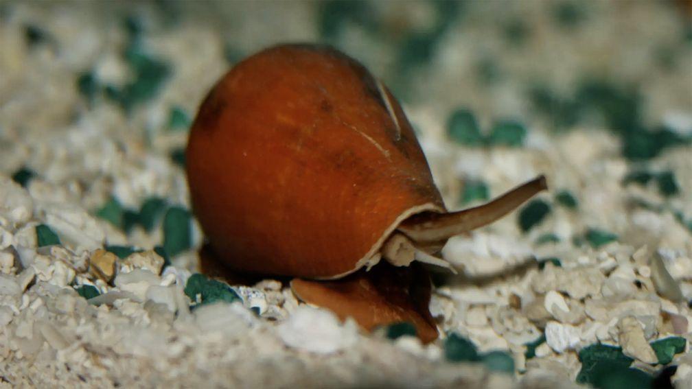 Sea snail: its venom is believed to help numb a horse's pain
